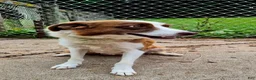 Border Collie dogs for sale: Charlie - Ad 5