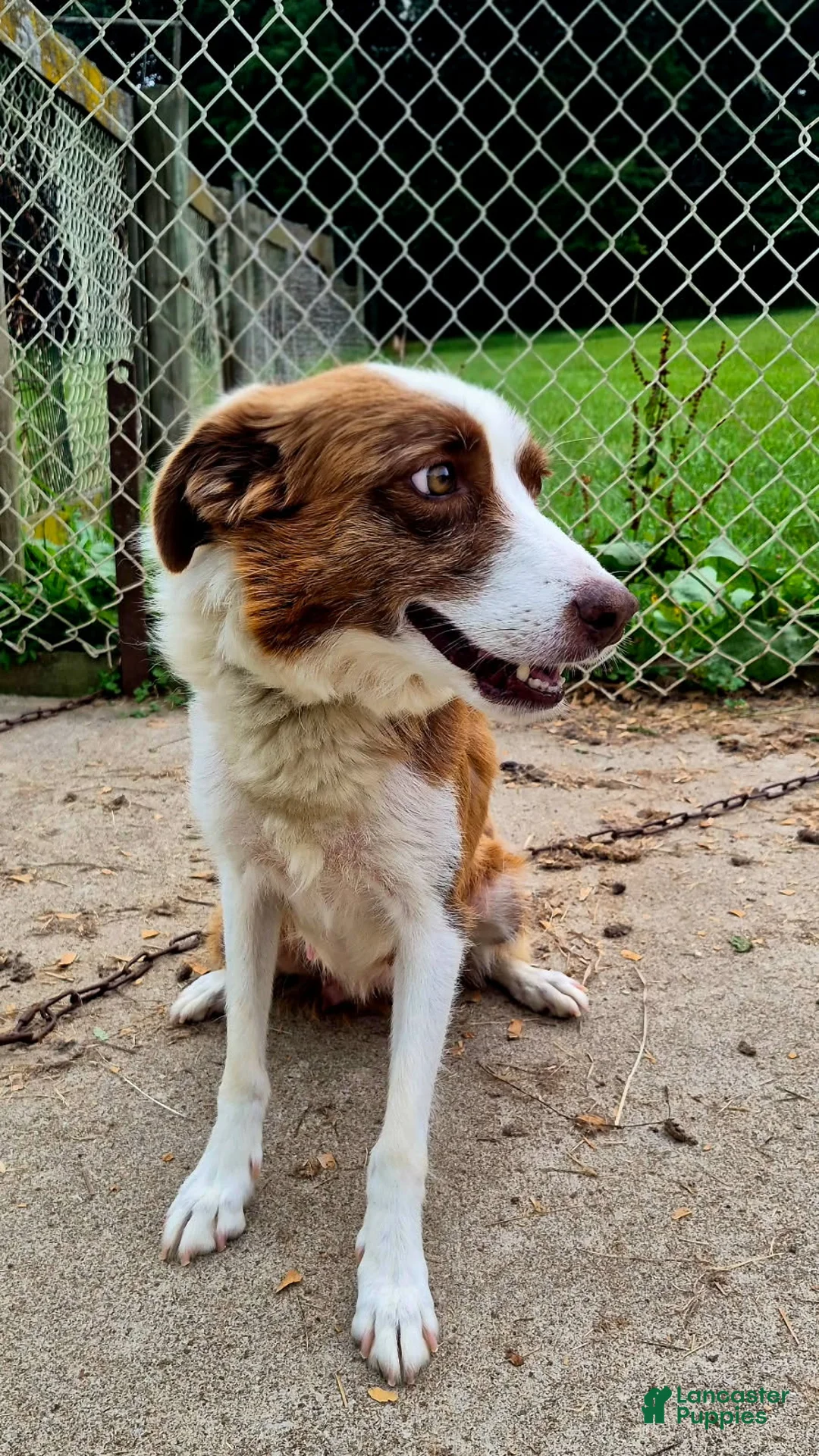 Border Collie dogs for sale: Charlie - Ad 5