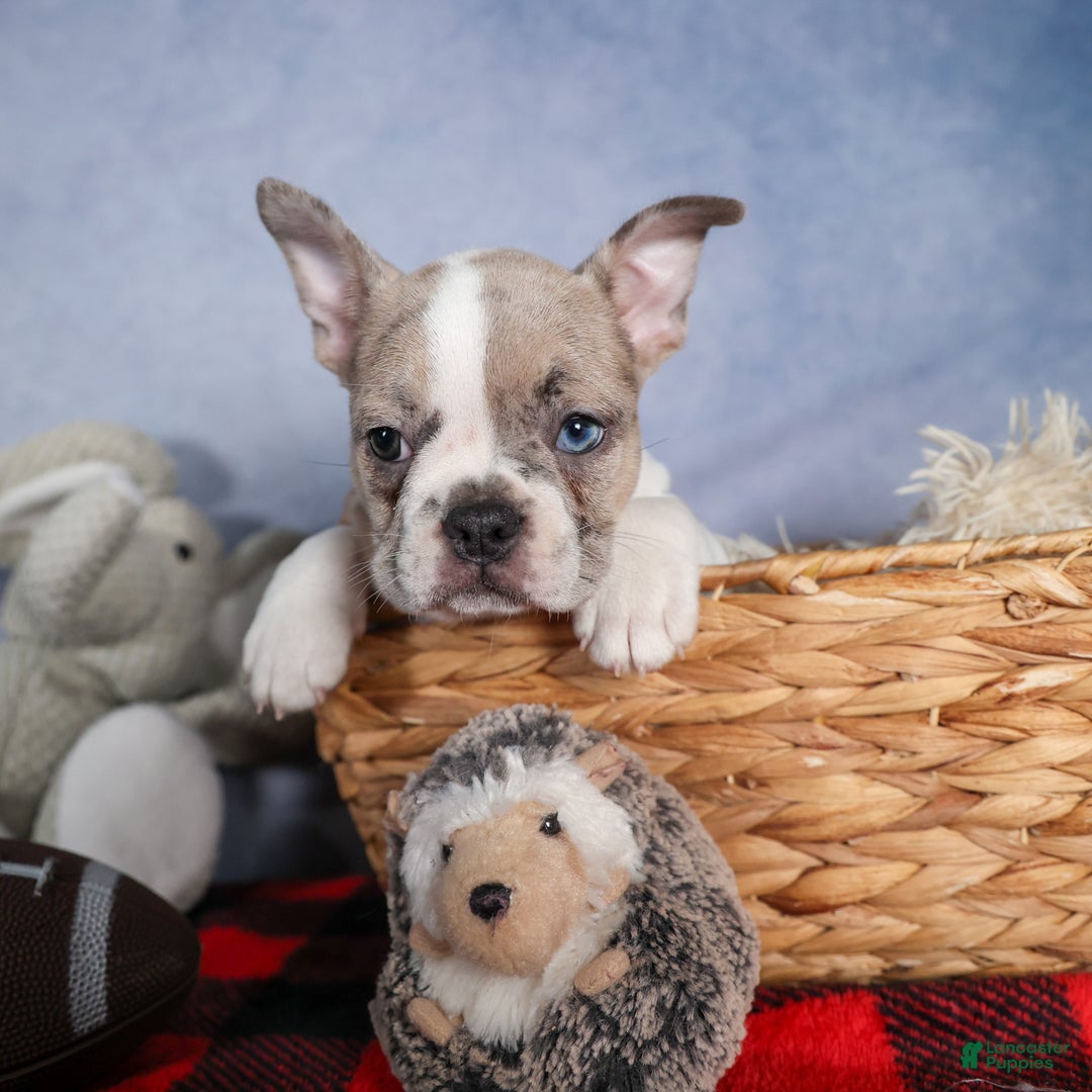 Frenchton dogs for sale: NORA - Ad 14