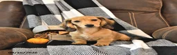 Miniature Dachshund dogs for sale: Willow - Ad 5