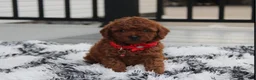 Toy Poodle dogs for sale: Toy PoodleKoda 1 - Ad 2