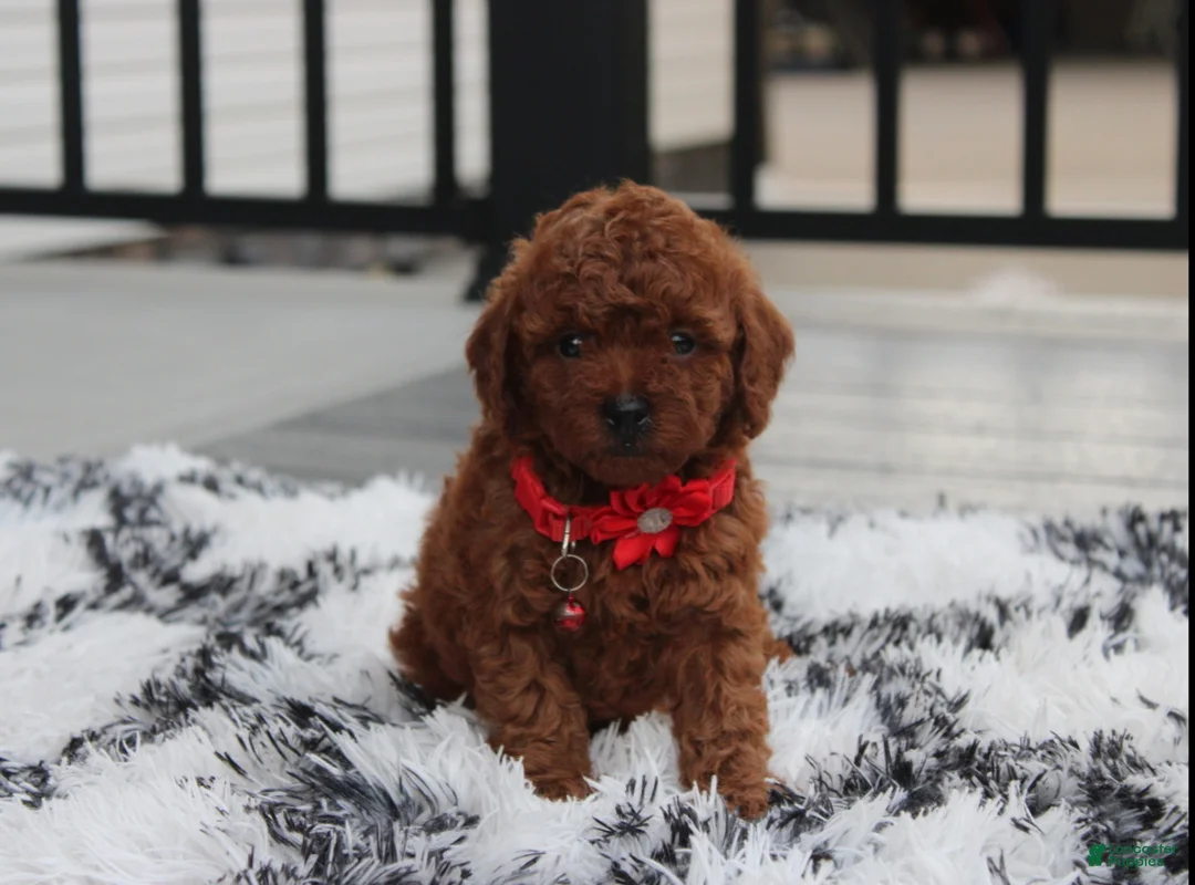 Toy Poodle dogs for sale: Toy PoodleKoda 1 - Ad 2
