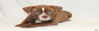 American Bully male