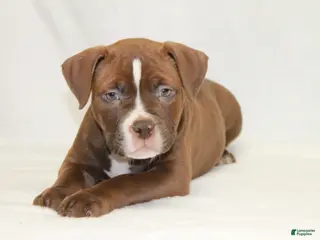 American Bully dogs for sale: American Bully male - Ad 4