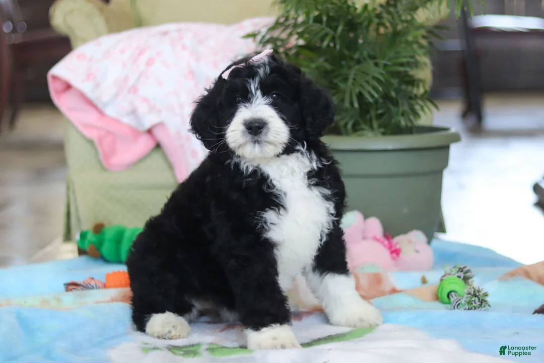 Bernedoodle dogs for sale: Daisy - Ad 3