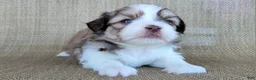 Teddy Bear dogs for sale: Sophia - Ad 2