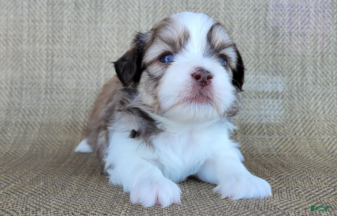 Teddy Bear dogs for sale: Sophia - Ad 2