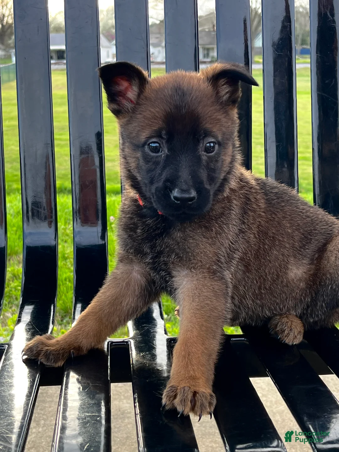 Mixed Breed dogs for sale: Mixed Breed Puppy 1 - Ad 1