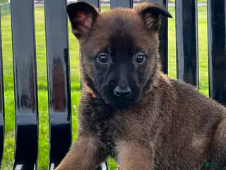 Mixed Breed dogs Mixed Breed Puppy 1 - Ad 32