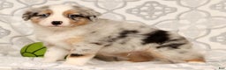Miniature Australian Shepherd dogs for sale: Tanner - Ad 6