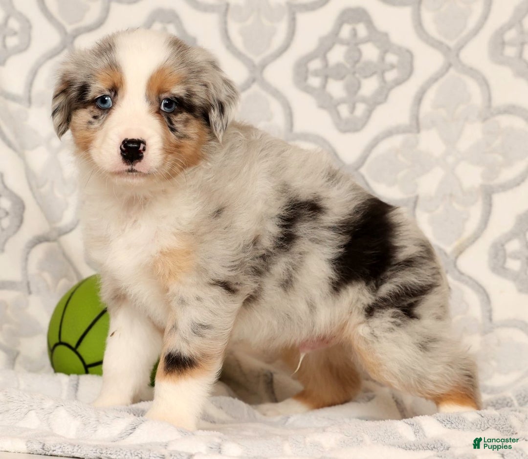 Miniature Australian Shepherd dogs for sale: Tanner - Ad 6