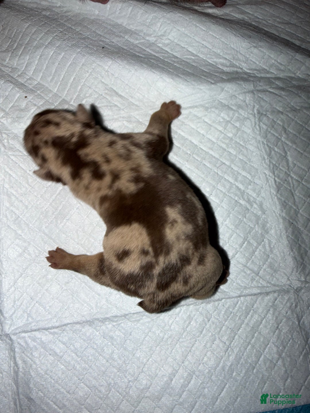 English Bulldog dogs for sale: Blizzard - Ad 1