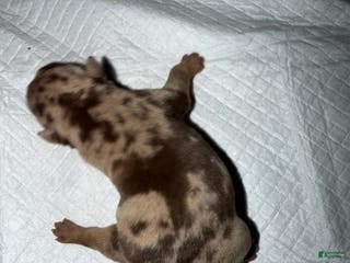 English Bulldog dogs Blizzard - Ad 2