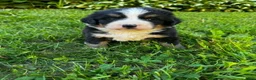 Bernese Mountain Dog dogs for sale: Roxy - Ad 7