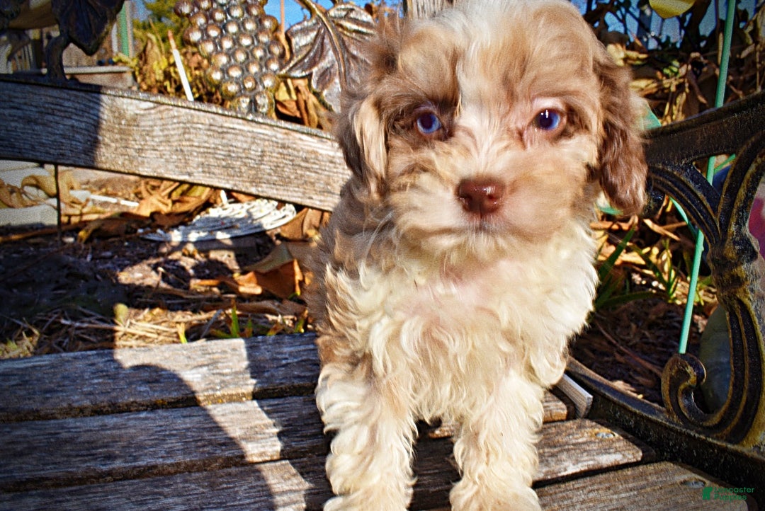 Havapoo dogs for sale: Olivia - Ad 7