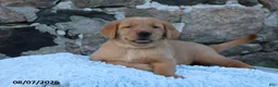 Goldador dogs for sale: Maverick - Ad 4