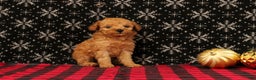 Miniature Poodle dogs for sale: Wreath - Ad 3