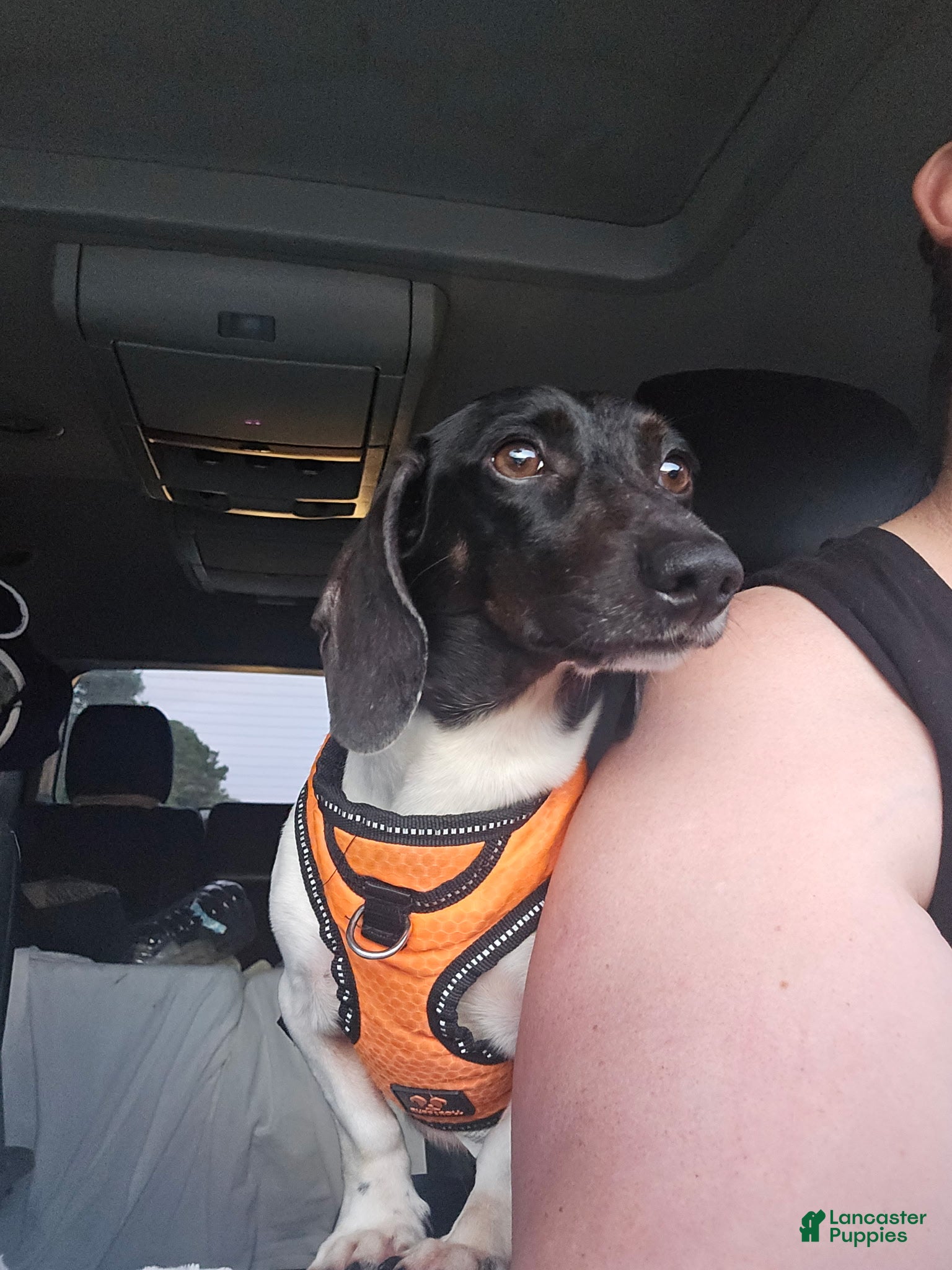Dachshund dogs Pippin - Ad 33