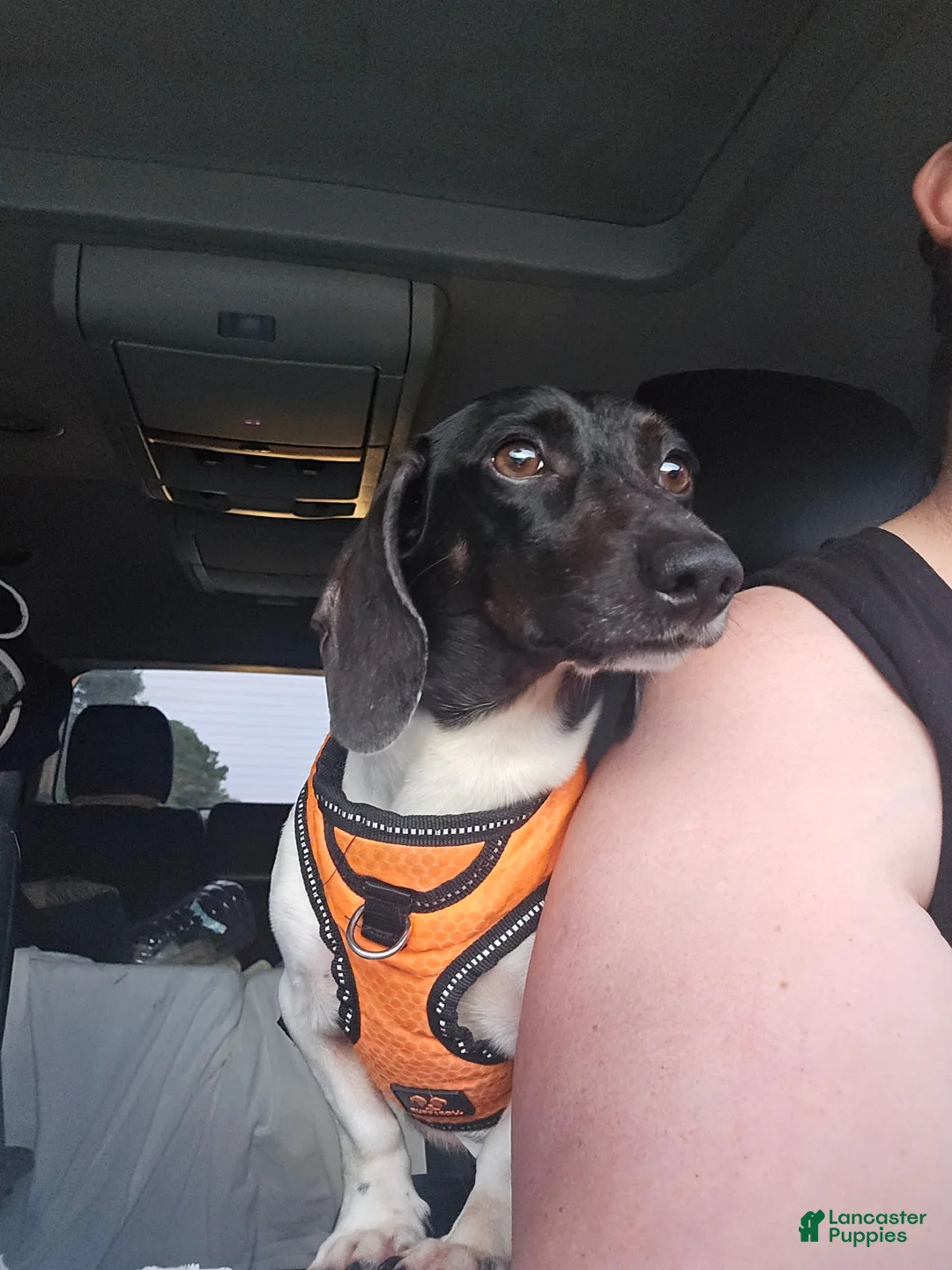 Dachshund dogs for sale: Pippin - Ad 1