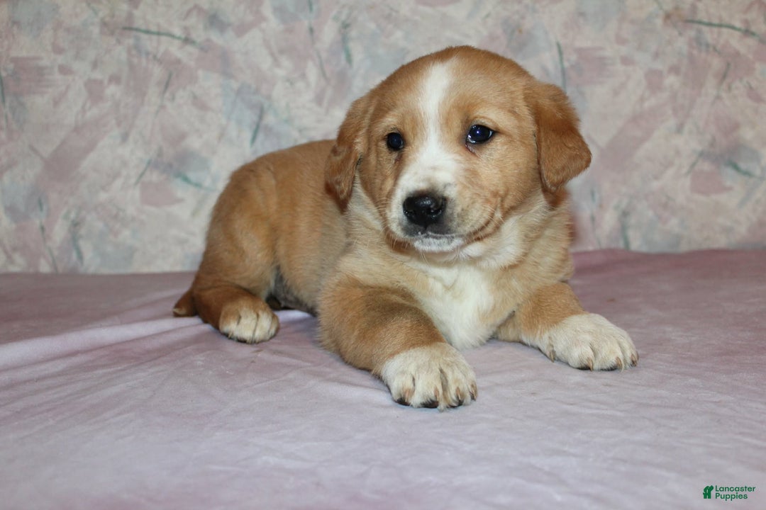 Goldador dogs for sale: Copper - Ad 3