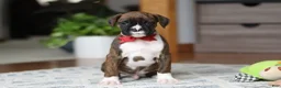 Boxer dogs for sale: Tyson - Ad 3