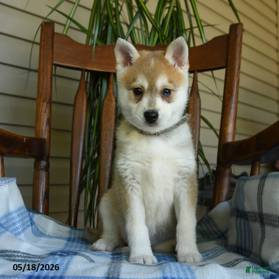 Alaskan Klee Kai dogs for sale: Daisy - Ad 3