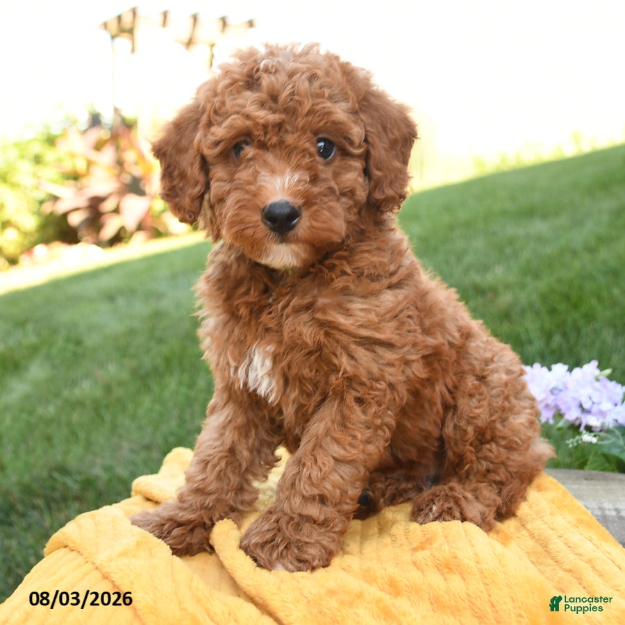 Miniature Poodle dogs Murphy - Ad 1