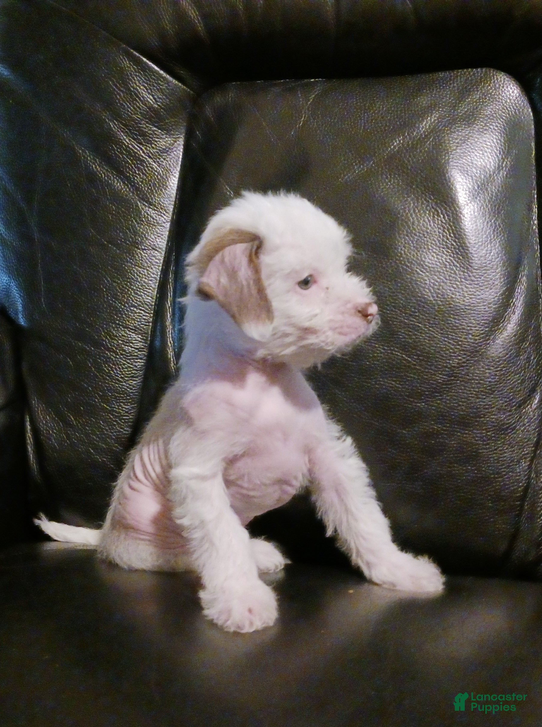 Chinese Crested dogs ZuZu - Ad 2