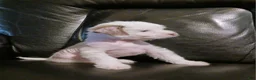 Chinese Crested dogs for sale: ZuZu - Ad 2