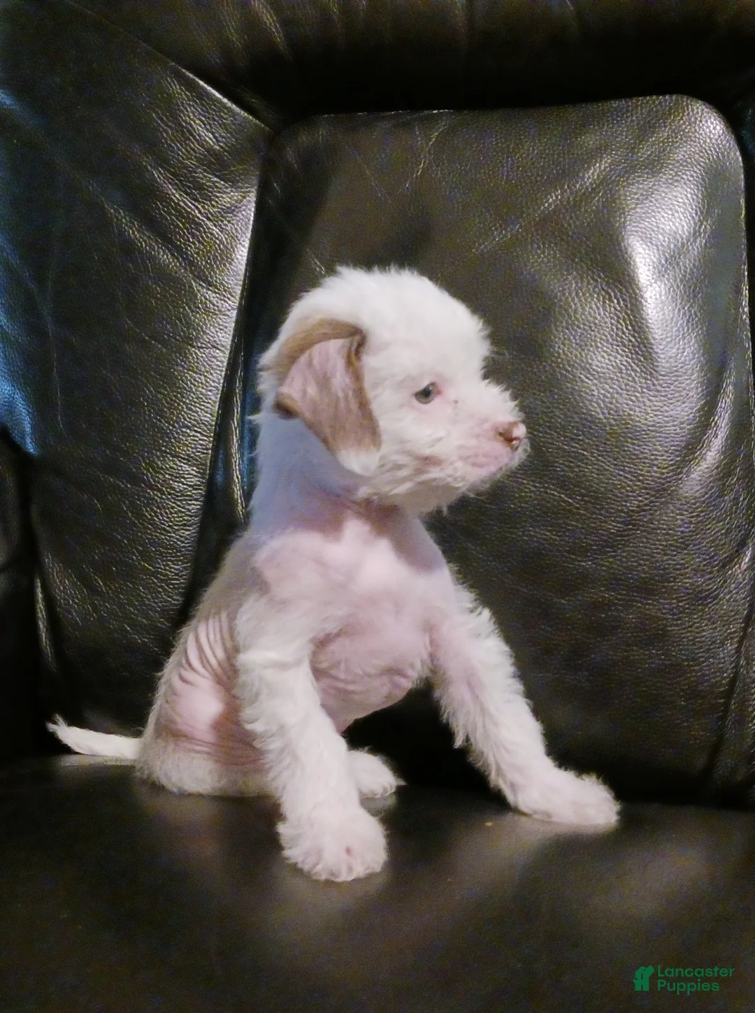 Chinese Crested dogs for sale: ZuZu - Ad 2