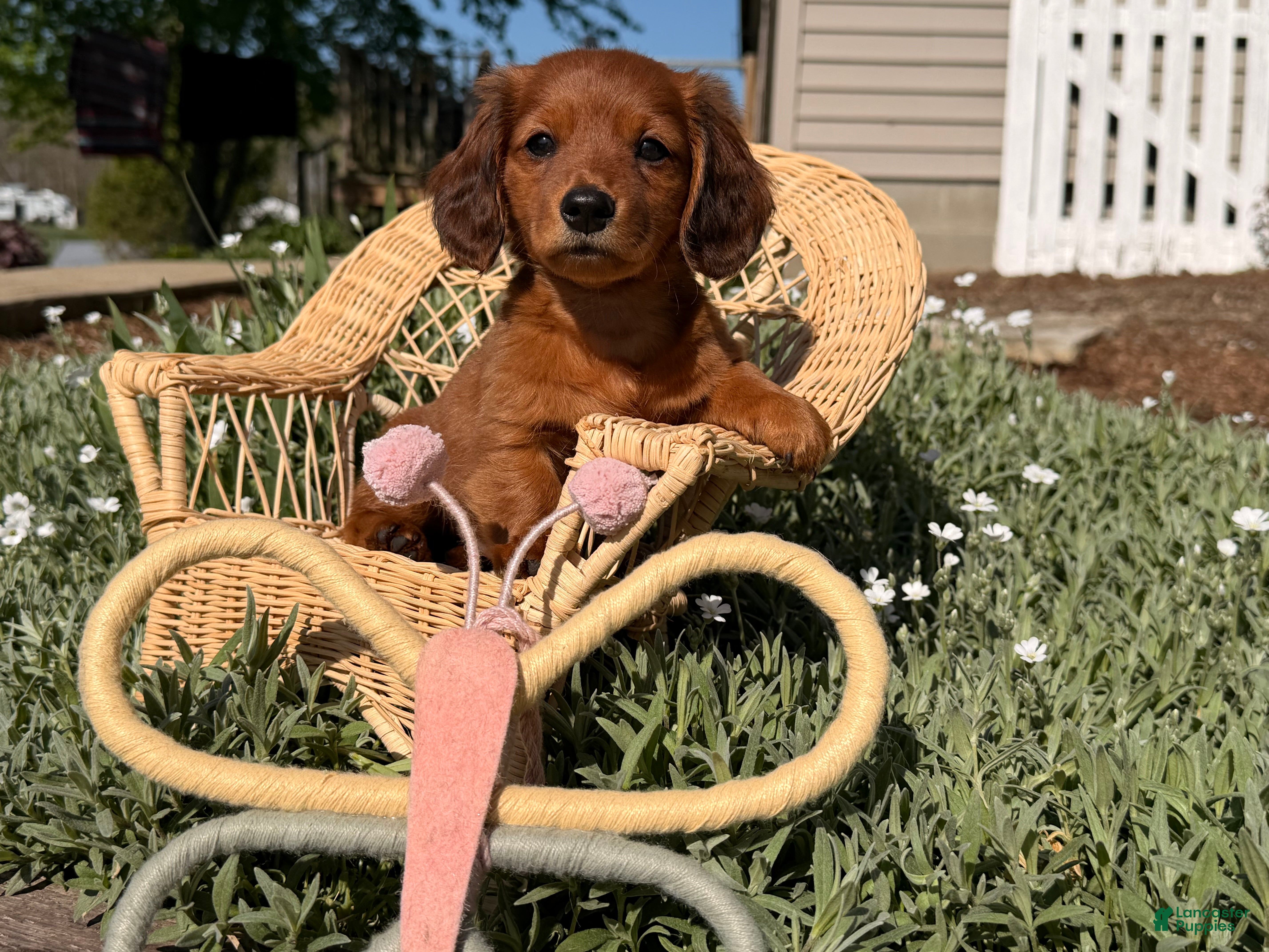 Dachshund dogs Sunny  - Ad 1