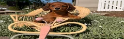 Dachshund dogs for sale: Sunny  - Ad 1