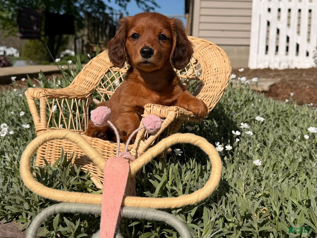 Dachshund dogs for sale: Sunny  - Ad 1