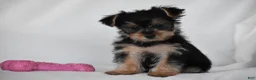 Yorkshire Terrier dogs for sale: Olive - Ad 4