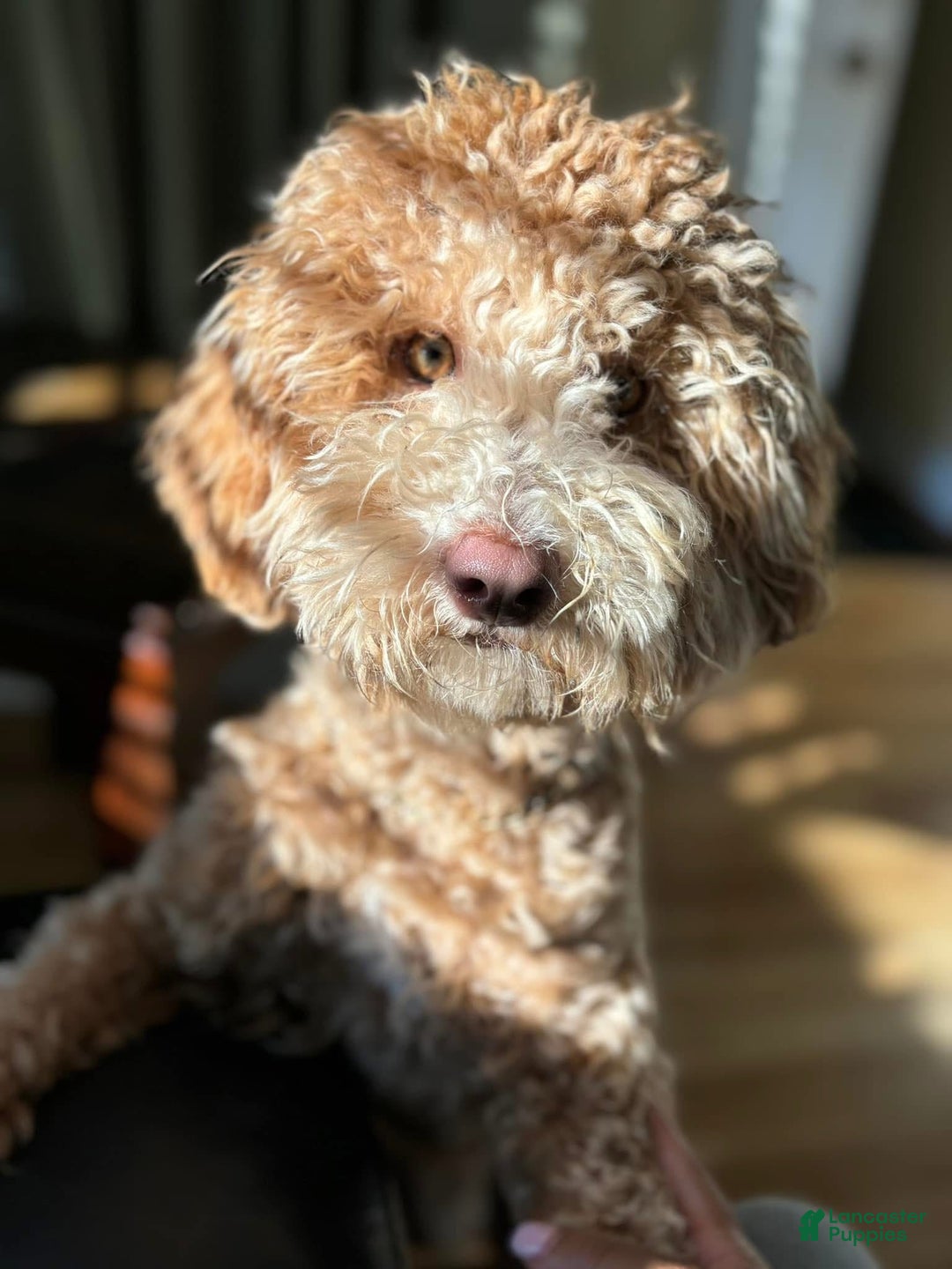 Mini Goldendoodle dogs for stud: Stud Service  - Ad 7