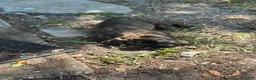 Cane Corso dogs for sale:  Bonnie black brindle - Ad 12
