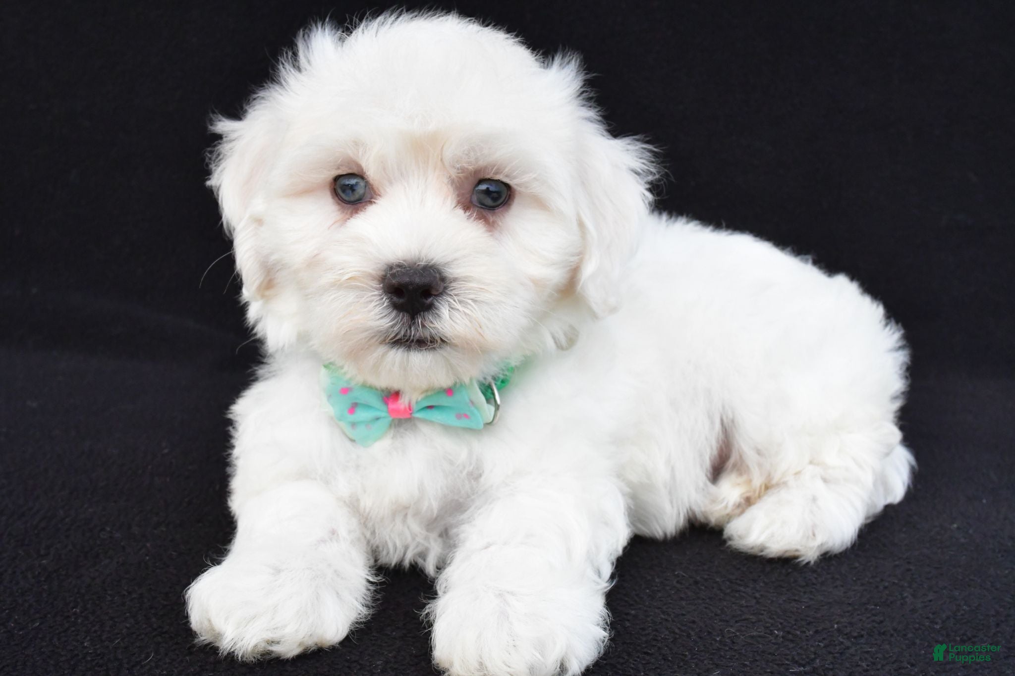 Maltipoo dogs Tate - Ad 1