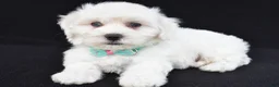 Maltipoo dogs for sale: Tate - Ad 1