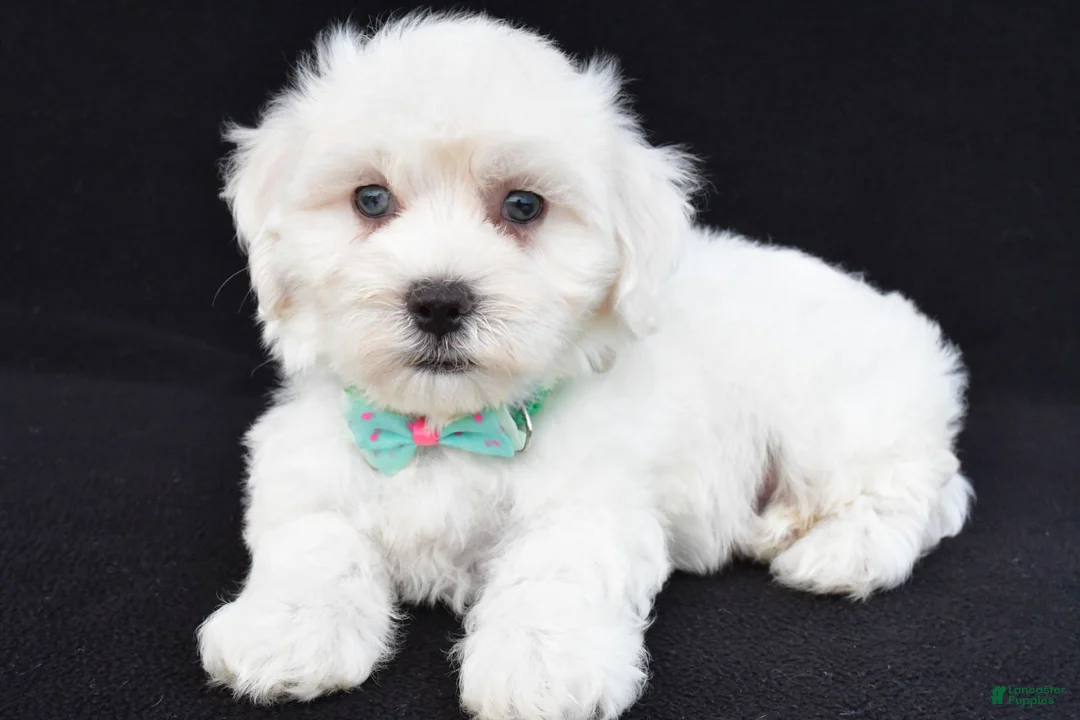 Maltipoo dogs for sale: Tate - Ad 1