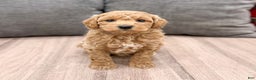 Mini Goldendoodle dogs for sale: Heidi - Ad 7