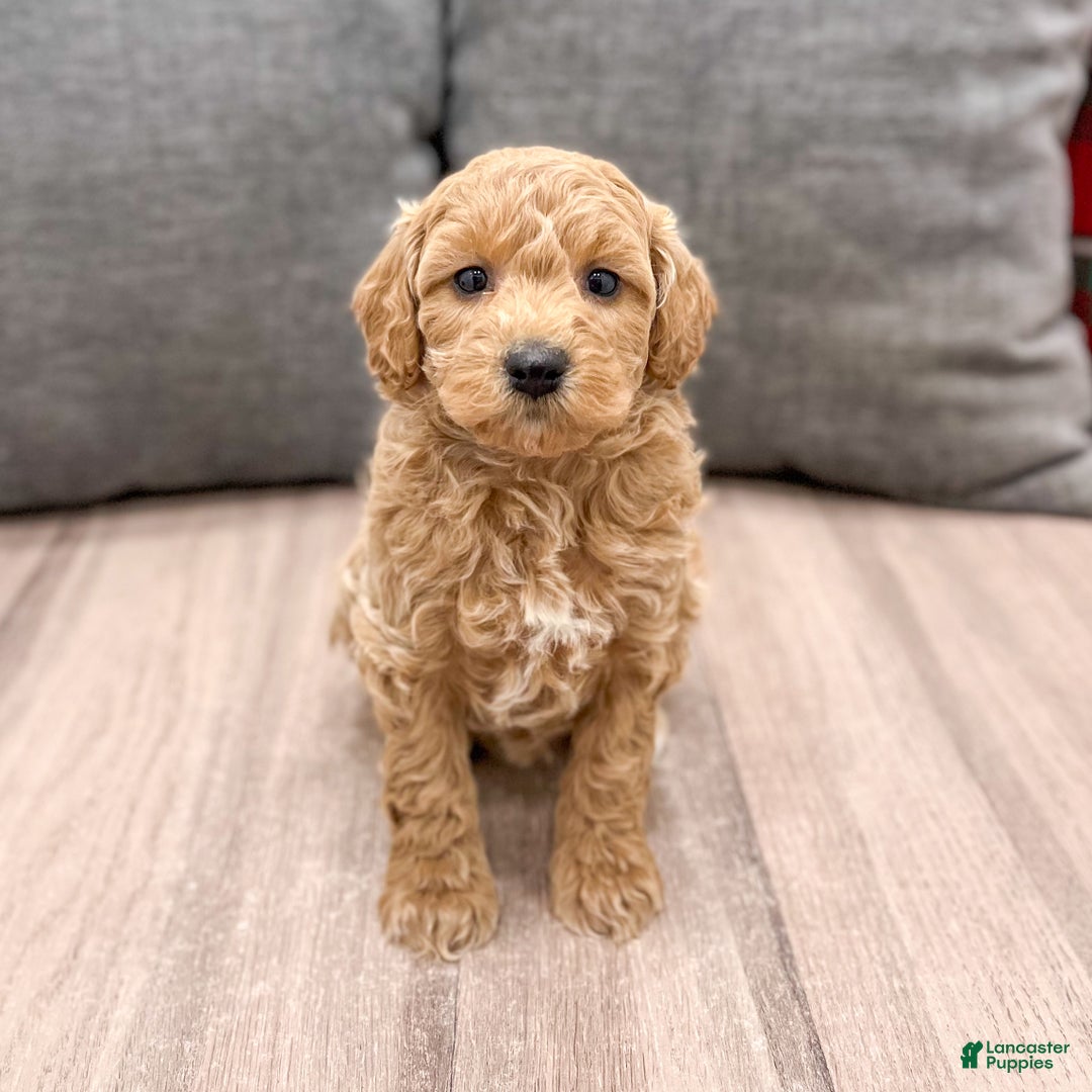 Mini Goldendoodle dogs for sale: Heidi - Ad 7