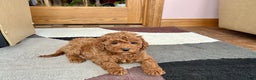Cavapoo dogs for sale: Cavapoo Puppy 4 - Ad 5