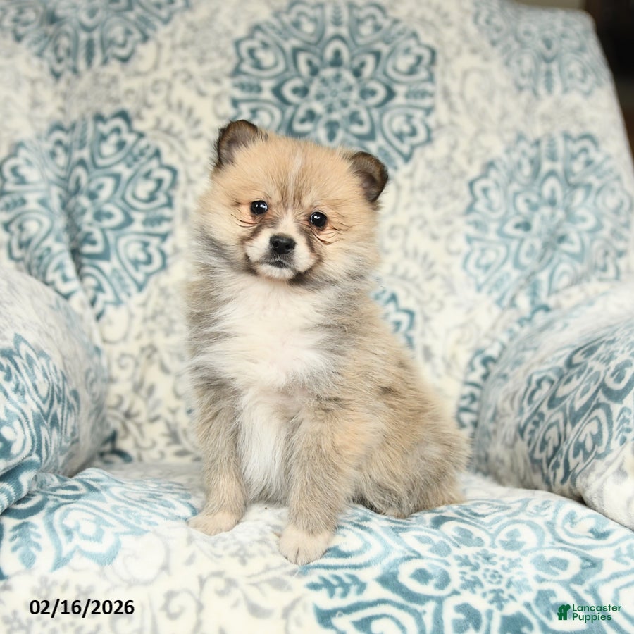 Mixed Breed dogs Lucy - Ad 1