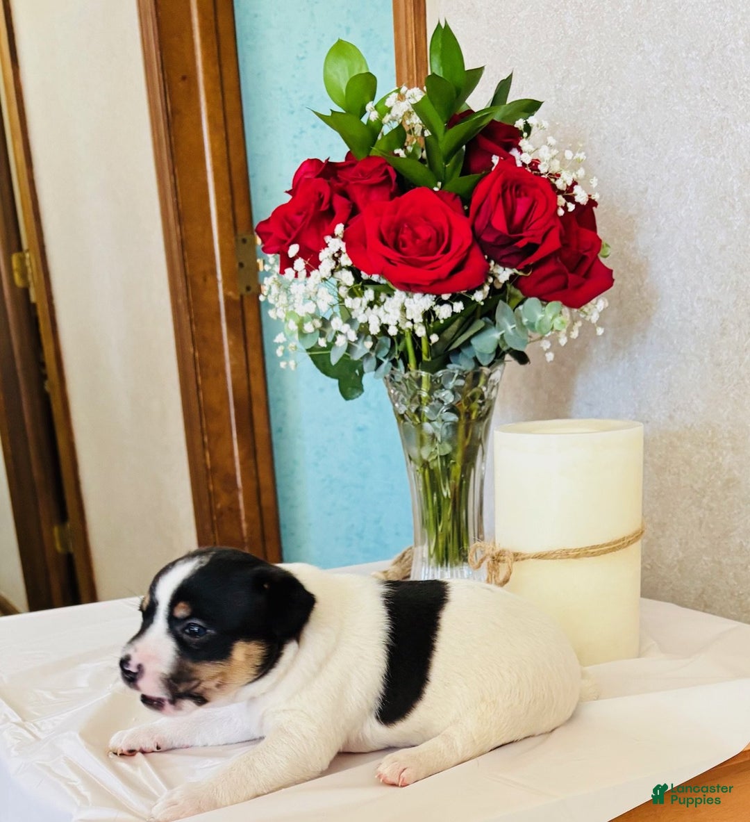 Rat Terrier dogs for sale: Sarge - Ad 3