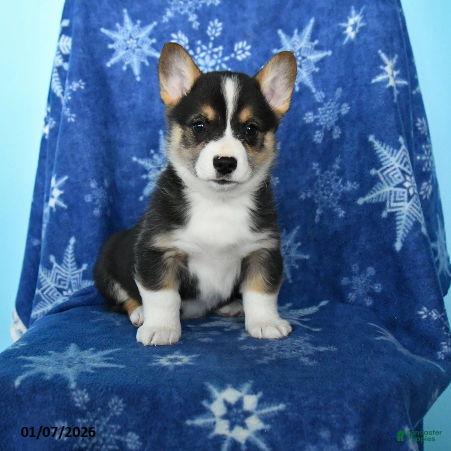 Welsh Corgi Pembroke dogs Tiger - Ad 5