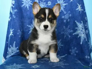 Welsh Corgi Pembroke dogs Tiger - Ad 4