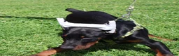 Doberman Pinscher dogs for sale: Doberman Pinscher 2 - Ad 9