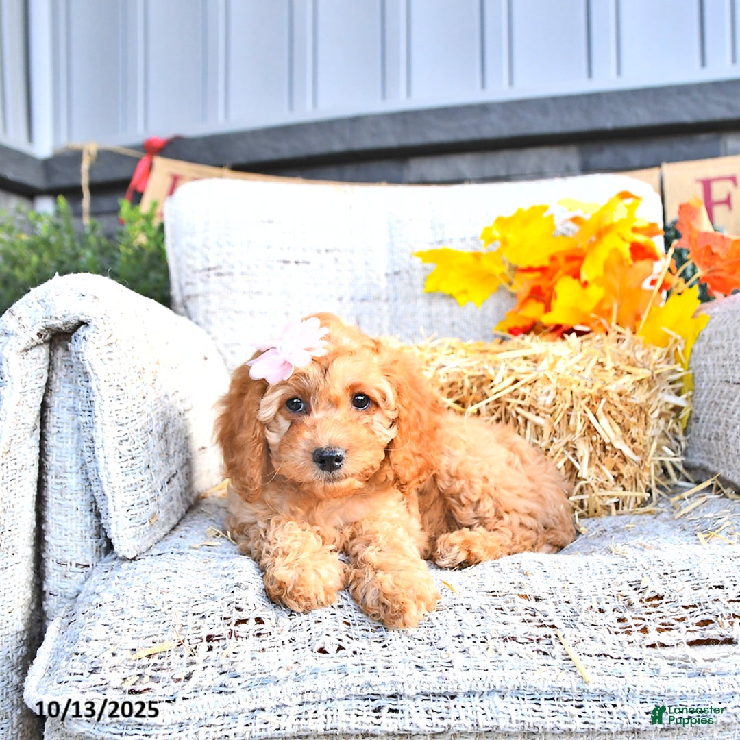 Cavapoo dogs for sale: Oakley - Ad 8