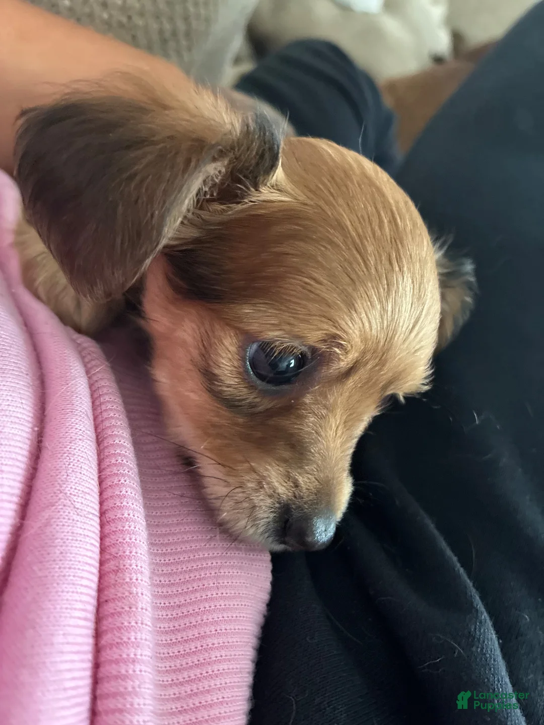 Mixed Breed dogs for sale: Eliza aka Za - Ad 2