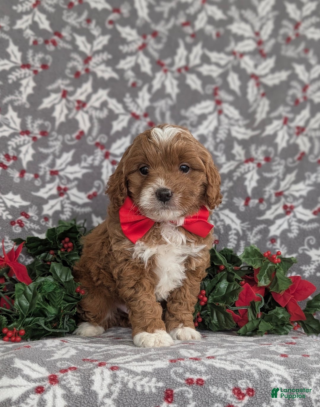 Cavapoo dogs for sale: Zachary Hypoallergenic - Ad 4